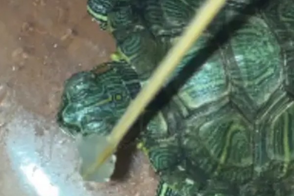 红霉素软膏怎么给乌龟使用,可以直接涂抹在患病的位置