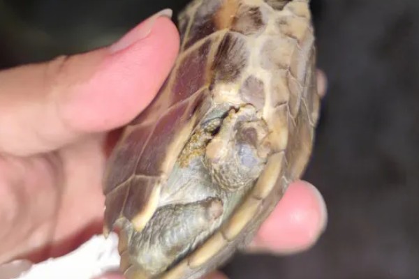 红霉素软膏怎么给乌龟使用,可以直接涂抹在患病的位置