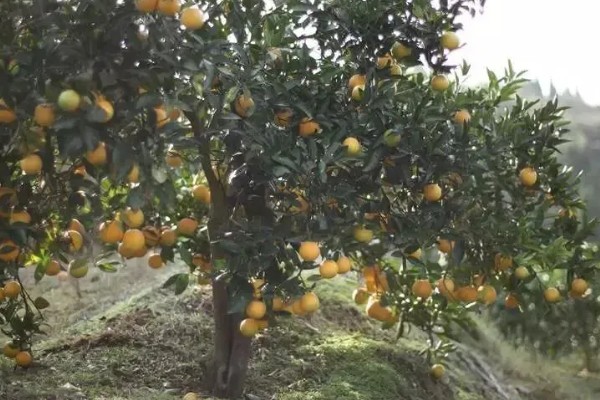 冰糖橙的管理技术,在定植之前施加充足的肥料