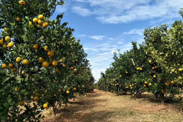 冰糖橙的管理技术,在定植之前施加充足的肥料