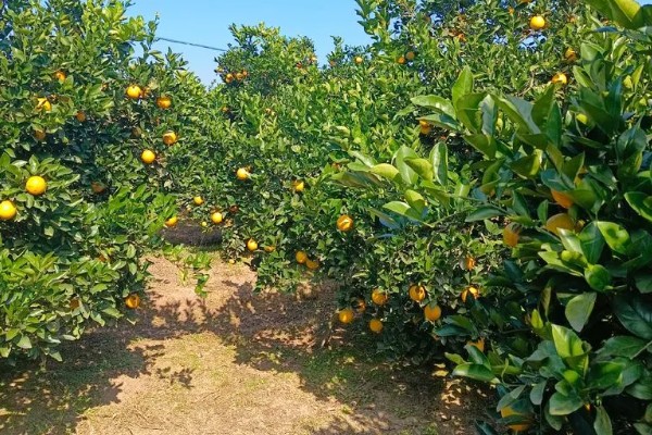 冰糖橙的管理技术,在定植之前施加充足的肥料