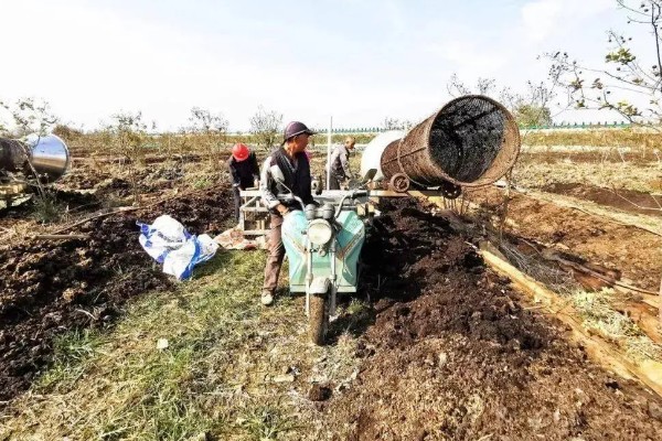 冰糖橙的管理技术,在定植之前施加充足的肥料