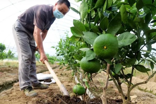 冰糖橙的管理技术,在定植之前施加充足的肥料