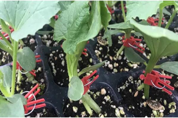 羊角蜜如何栽培，可以在每年的11月份进行播种