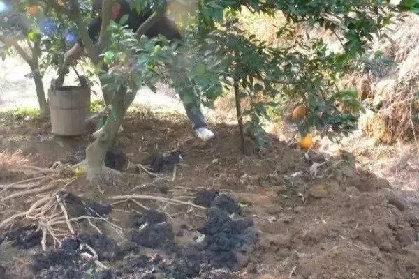 冰糖橙的管理技术,在定植之前施加充足的肥料