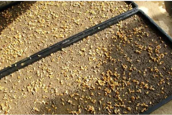 羊角蜜如何栽培，可以在每年的11月份进行播种