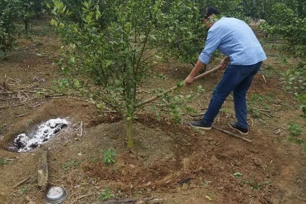 冰糖橙的管理技术,在定植之前施加充足的肥料