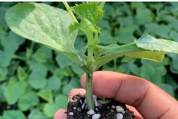 羊角蜜如何栽培，可以在每年的11月份进行播种