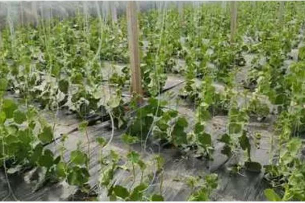 羊角蜜如何栽培，可以在每年的11月份进行播种