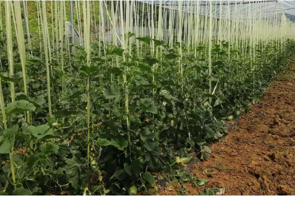 羊角蜜如何栽培，可以在每年的11月份进行播种