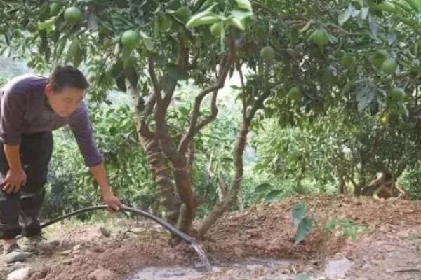 冰糖橙的管理技术,在定植之前施加充足的肥料