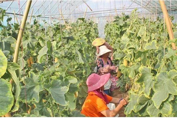 羊角蜜如何栽培，可以在每年的11月份进行播种