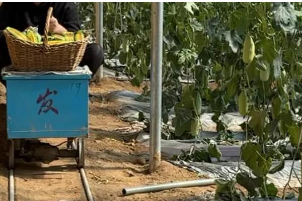 羊角蜜如何栽培，可以在每年的11月份进行播种