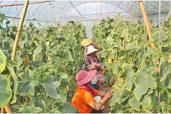 羊角蜜如何栽培，可以在每年的11月份进行播种