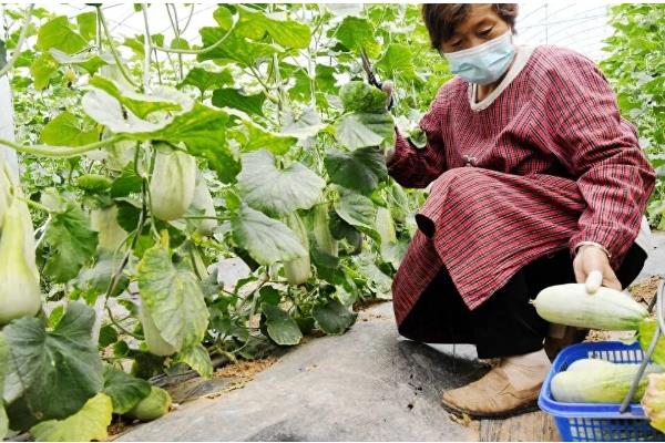 羊角蜜如何栽培，可以在每年的11月份进行播种