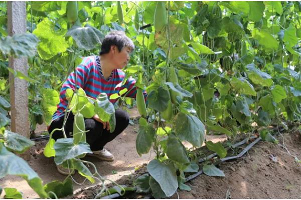 羊角蜜如何栽培，可以在每年的11月份进行播种