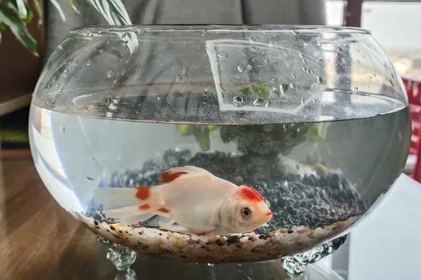 金鱼的饲养方法，每天投喂1-2次