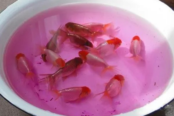 金鱼的饲养方法，每天投喂1-2次