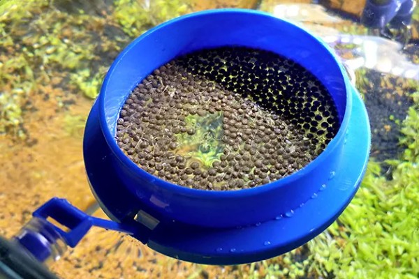 金鱼的饲养方法，每天投喂1-2次