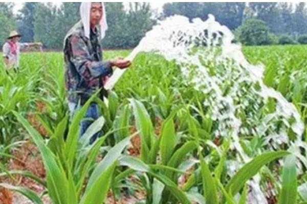 玉米开花后要不要施肥,满足营养需求才能提高籽粒的品质