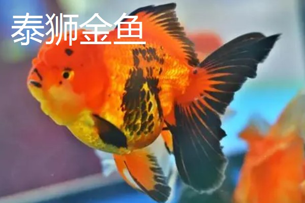 金鱼的饲养方法，每天投喂1-2次