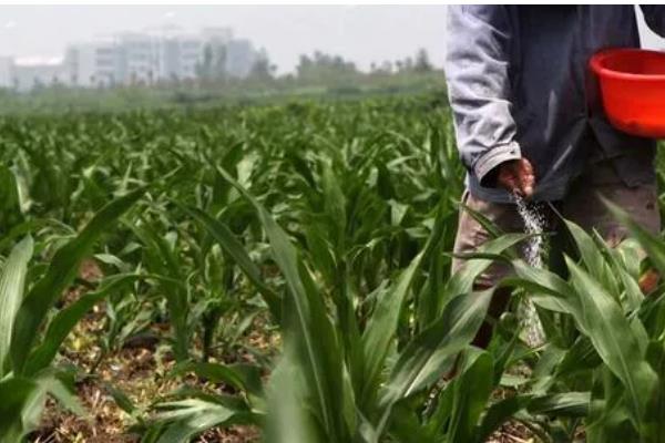 玉米开花后要不要施肥,满足营养需求才能提高籽粒的品质