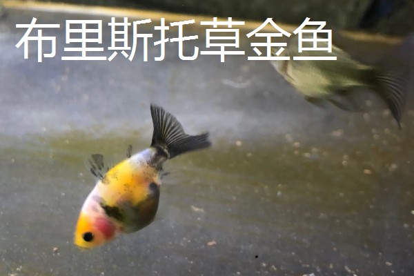 金鱼的饲养方法，每天投喂1-2次