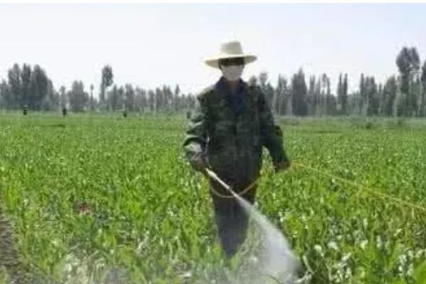 玉米开花后要不要施肥,满足营养需求才能提高籽粒的品质