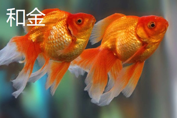 金鱼的饲养方法，每天投喂1-2次