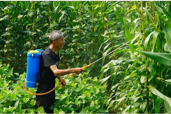 玉米开花后要不要施肥,满足营养需求才能提高籽粒的品质