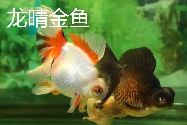 金鱼的饲养方法，每天投喂1-2次