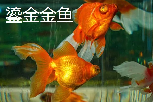 金鱼的饲养方法，每天投喂1-2次