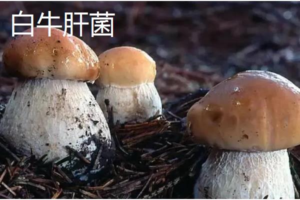 牛肝菌的品种，常见的有白牛肝菌、黄牛肝菌等