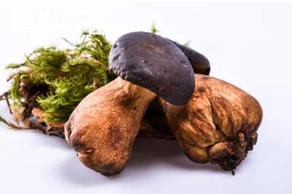 牛肝菌的品种，常见的有白牛肝菌、黄牛肝菌等