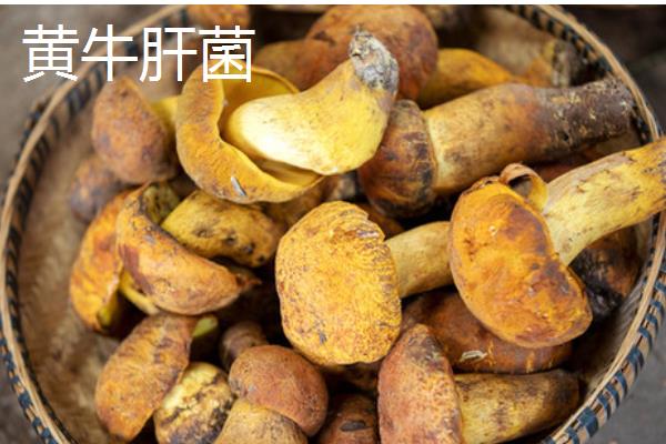 牛肝菌的品种，常见的有白牛肝菌、黄牛肝菌等