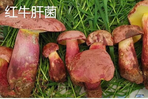 牛肝菌的品种，常见的有白牛肝菌、黄牛肝菌等