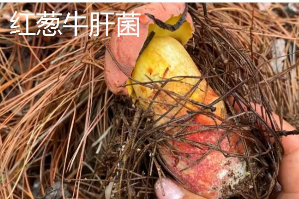 牛肝菌的品种，常见的有白牛肝菌、黄牛肝菌等