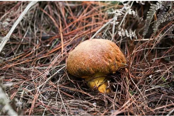 牛肝菌的品种，常见的有白牛肝菌、黄牛肝菌等
