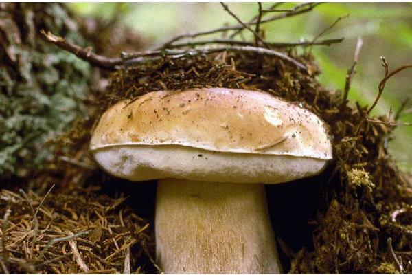 牛肝菌的品种，常见的有白牛肝菌、黄牛肝菌等