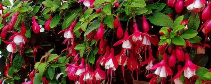 倒挂金钟枯萎是否还有救，将枝叶剪下并扦插即可重新生长