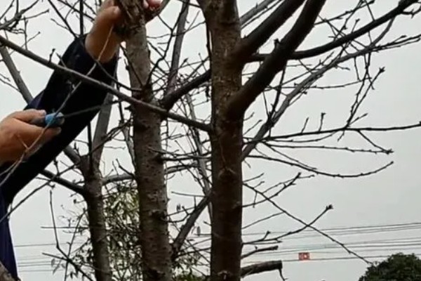 樱花的修剪技术,以春秋两季进行修剪为宜