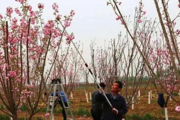 樱花的修剪技术,以春秋两季进行修剪为宜