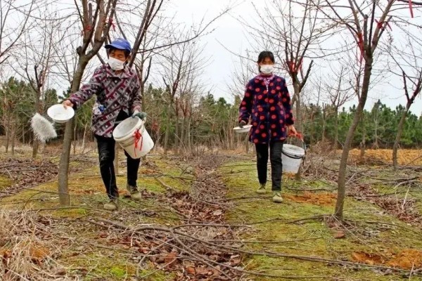 樱花的修剪技术,以春秋两季进行修剪为宜
