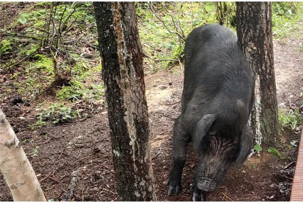 野猪擦痒树是固定的吗，相对是比较固定的