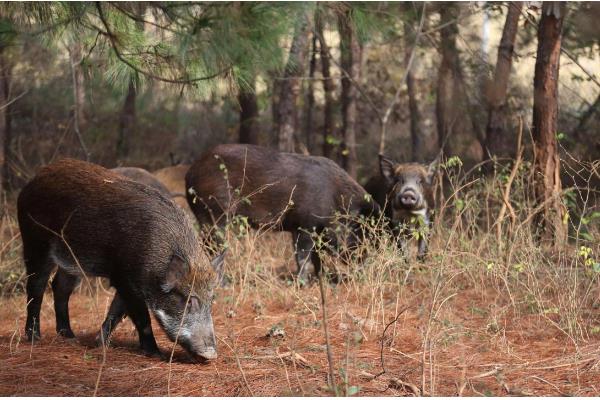 野猪擦痒树是固定的吗，相对是比较固定的