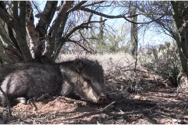 野猪擦痒树是固定的吗，相对是比较固定的