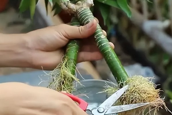 水培富贵竹怎么改土培，消毒处理后直接扦插进花盆即可