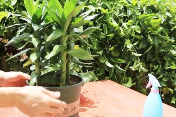 水培富贵竹怎么改土培，消毒处理后直接扦插进花盆即可