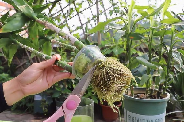 水培富贵竹怎么改土培，消毒处理后直接扦插进花盆即可