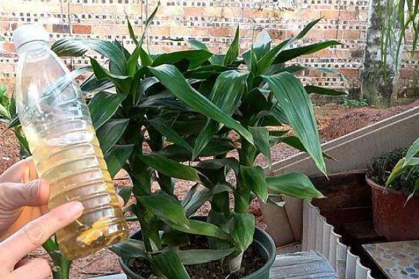 水培富贵竹怎么改土培，消毒处理后直接扦插进花盆即可